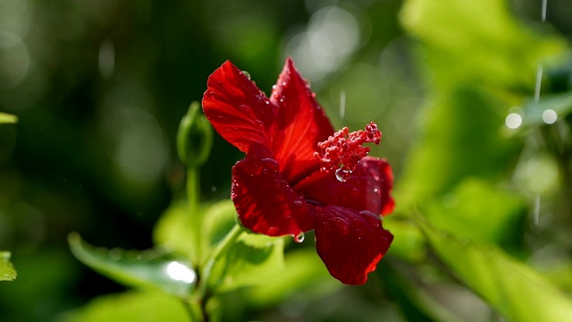 一滴水滴在红花芙蓉上，近处。一滴雨落在红色的芙蓉花瓣上。视频素材