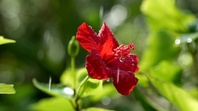 一滴水滴在红花芙蓉上，近处。一滴雨落在红色的芙蓉花瓣上。视频素材