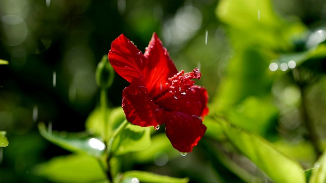 一滴水滴在红花芙蓉上，近处。一滴雨落在红色的芙蓉花瓣上。视频素材