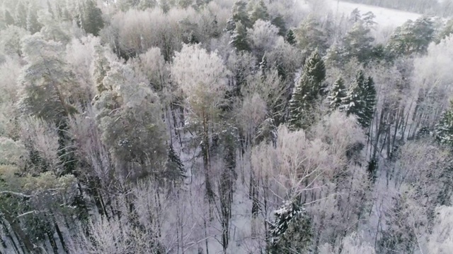 鸟瞰冰雪覆盖的森林。无人机视频视频素材