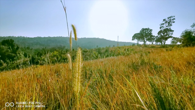 夏日草地视频素材