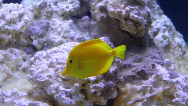 水族馆里游泳的黄塘鱼，夏威夷流行的热带物种视频素材