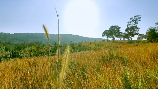 夏日草地视频素材