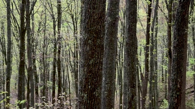 美国大烟山国家公园的森林景观视频素材