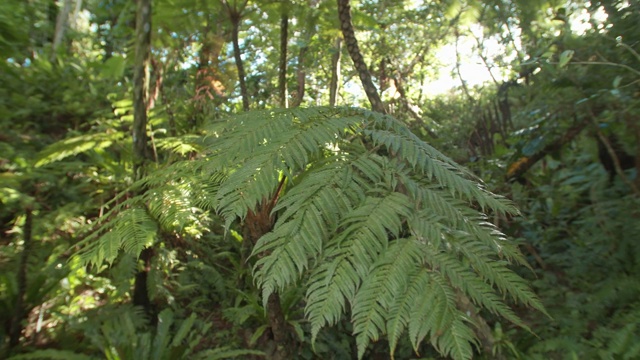 热带雨林蕨类植物与阳光造成镜头耀斑温暖的夏季热带景象视频素材