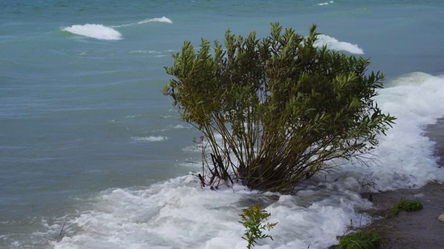 大湖波浪淹没灌木视频素材