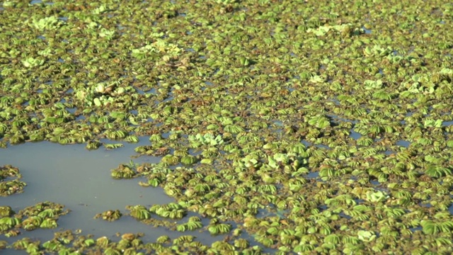 在水的背景纹理中漂浮着卡马罗或河流植物视频下载