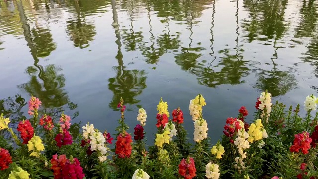 河滨五颜六色的鲜花视频下载