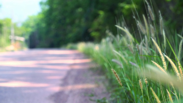 近距离拍摄的草摇曳的道路视频素材