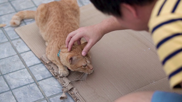 男人在和小猫玩。视频素材