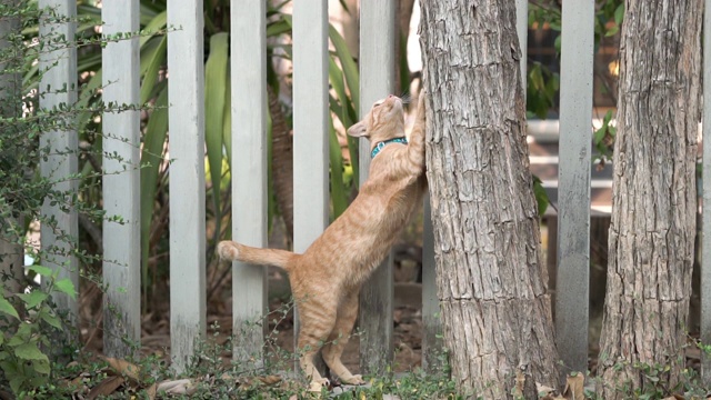 猫在树上磨爪子。视频素材