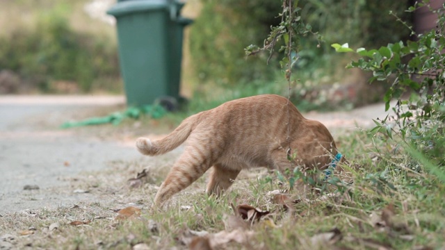 橙色虎斑猫跳进草丛里。视频素材