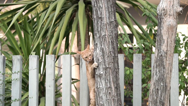 猫从树上爬下来。视频素材