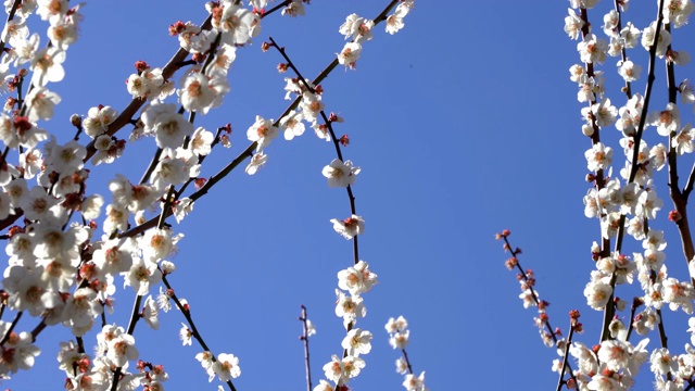 梅花视频素材