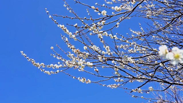 梅花视频素材