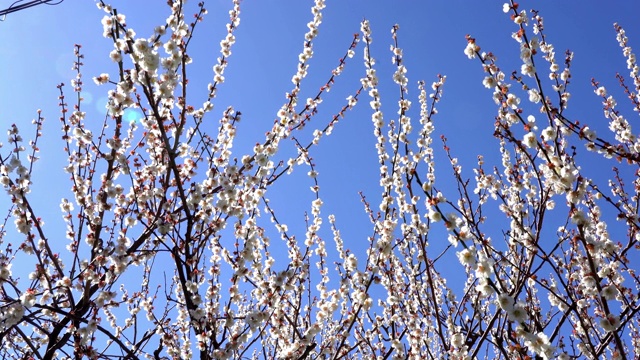 梅花视频素材