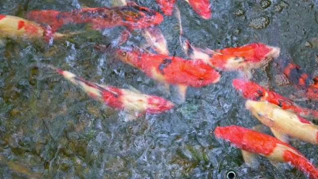 鱼缸里的花式鲤鱼或锦鲤视频素材