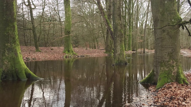 Veluwe自然保护区暴雨后的Leuvenum森林小溪泛滥视频素材