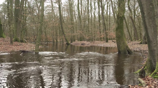 Veluwe自然保护区暴雨后的Leuvenum森林小溪泛滥视频素材