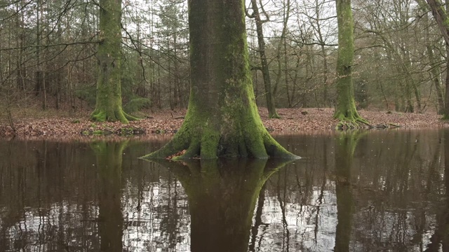 Veluwe自然保护区暴雨后的Leuvenum森林小溪泛滥视频素材