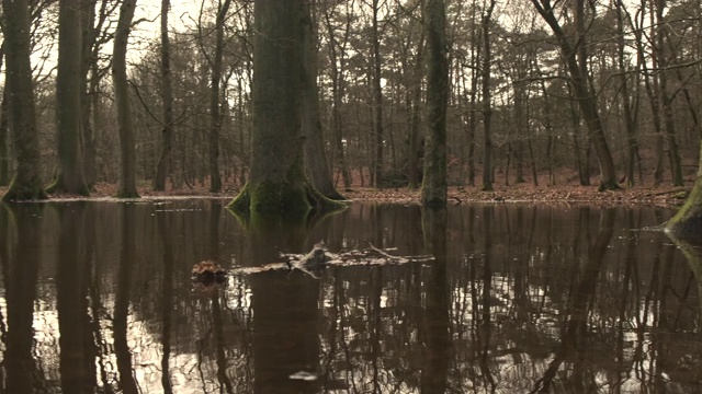 Veluwe自然保护区暴雨后的Leuvenum森林小溪泛滥视频素材