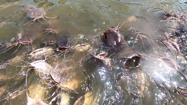 许多饥饿的大鲶鱼正在争夺食物视频下载