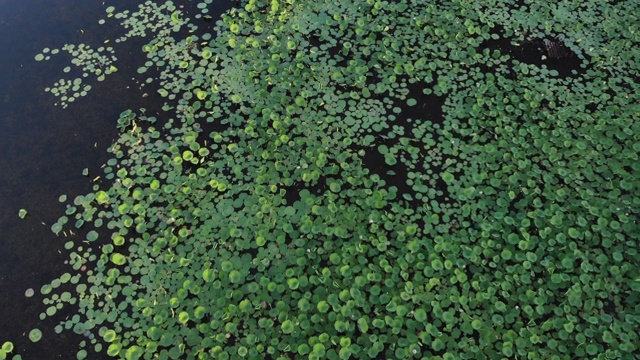 航拍的荷花从池塘上空飞过的画面视频下载