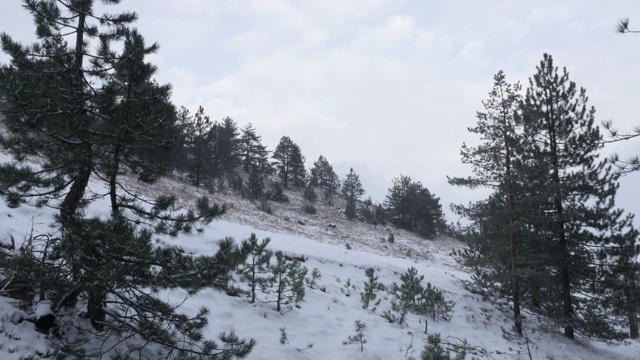 针叶林和自然界的初雪视频素材