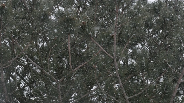 美丽的针叶林和自然界的第一场雪视频素材