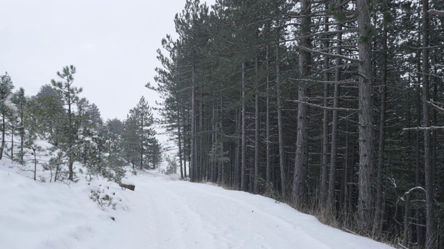 冬天的背景是针叶林和初雪视频素材