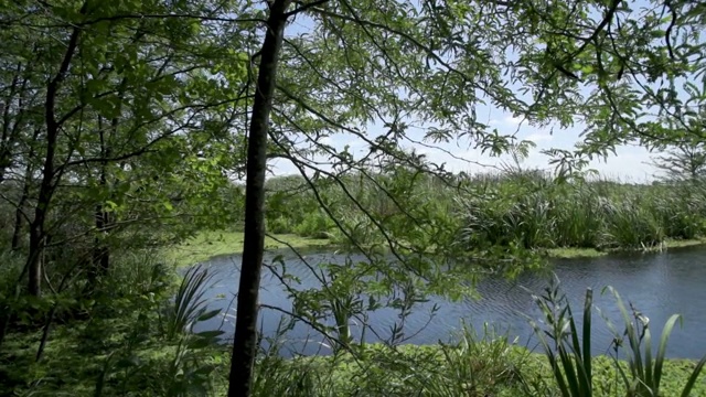 在夏季晴朗的一天，湿地或池塘的全景。手持记录。视频下载