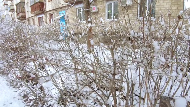 雪花飘落在灌木丛中视频素材