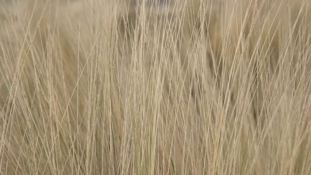 黄草随风飘扬。手持记录，浅景深视频下载