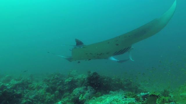 珊瑚礁蝠鲼(Mobula alfredi, Manta alfredi)游过珊瑚礁上方，印度洋，马尔代夫视频素材