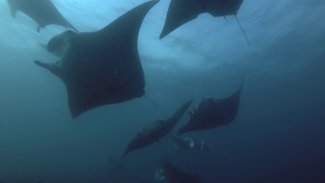 一群礁蝠鲼(Mobula alfredi, Manta alfredi)在水下游泳，印度洋，马尔代夫视频素材