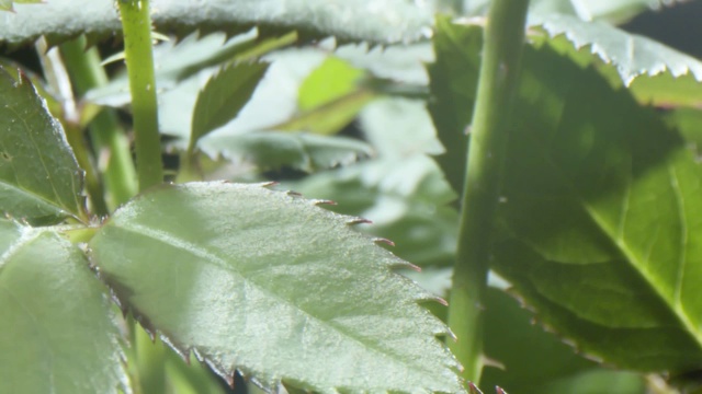 水滴在玫瑰和叶子上视频素材