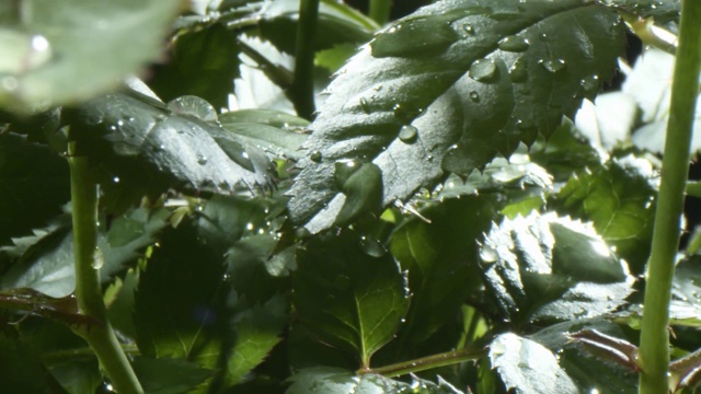 水滴像雨一样落在树叶上视频素材