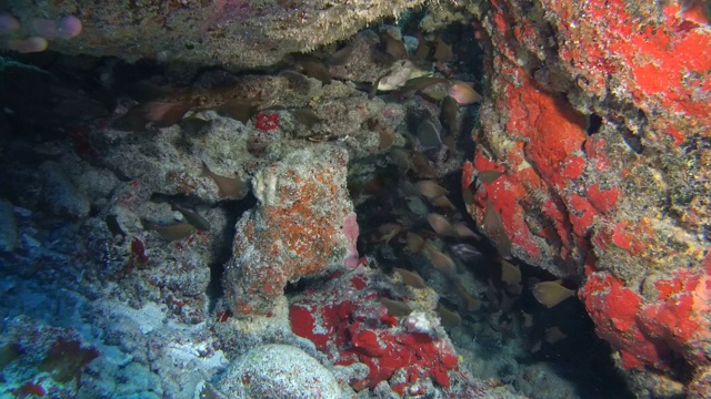 黄昏清扫者学校- Pempheris adusta在洞穴中游泳。印度洋，福瓦穆拉岛，马尔代夫，亚洲视频素材