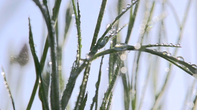 花茎在水的喷雾视频素材