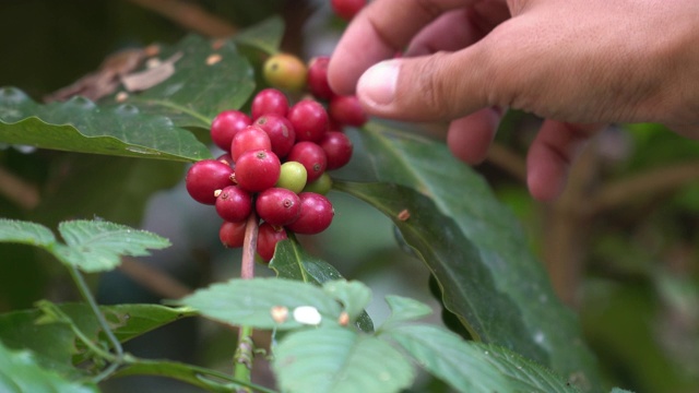 泰国北部树上成熟的咖啡豆视频素材