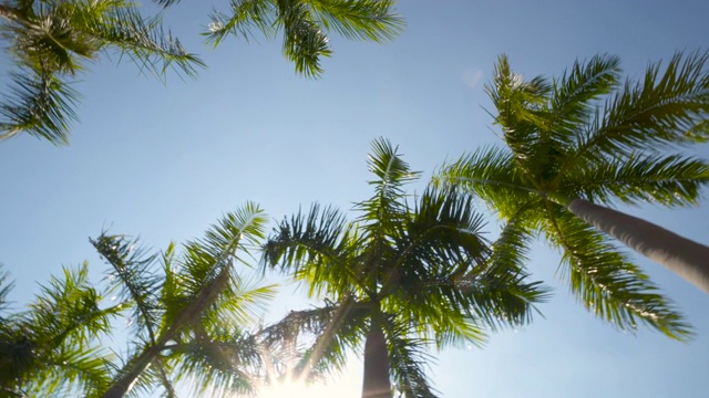 棕榈树对着夏天的天空宽镜头看着绿色的棕榈树视频素材