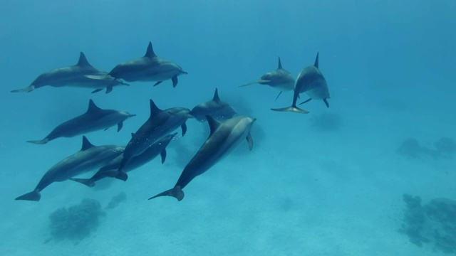 一群小海豚在蓝色的水里游泳。飞旋海豚(Stenella longirostris)，水下射击，跟随射击，护航。红海，萨塔亚礁(海豚屋)，马萨阿拉姆，埃及，非洲视频素材