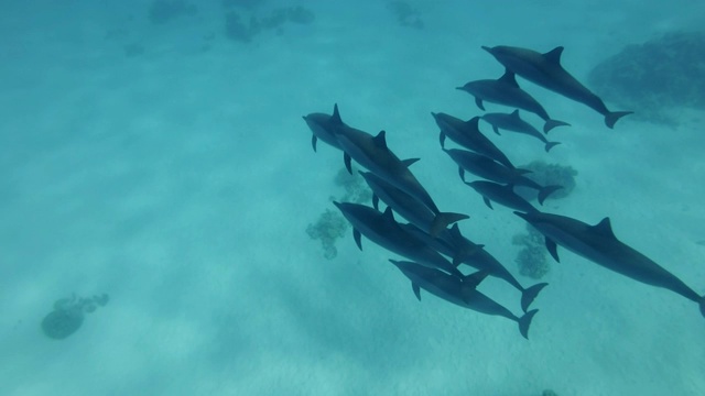 一群海豚游过沙底。旋转海豚(Stenella longirostris)，水下射击，跟随射击，护航，俯视图。红海，萨塔亚礁(海豚屋)，马萨阿拉姆，埃及，非洲视频素材