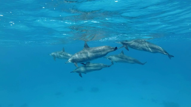 一组五只怀孕的雌海豚在蓝色的水面下游泳。飞旋海豚(Stenella longirostris)，水下拍摄。红海，萨塔亚礁(海豚屋)，马萨阿拉姆，埃及，非洲视频素材