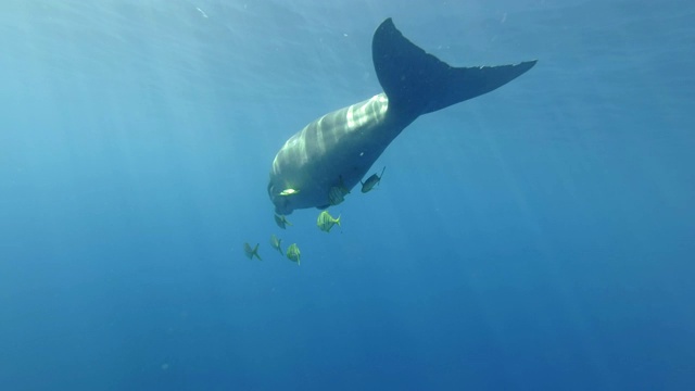 海牛(Dugong dugon)和一群金色鲹鱼(Gnathanodon speciosus)在蓝色的水面下游泳。水下射击，跟随射击，后面射击。红海，爱马仕湾，阿布达布，马萨阿拉姆，埃及视频素材