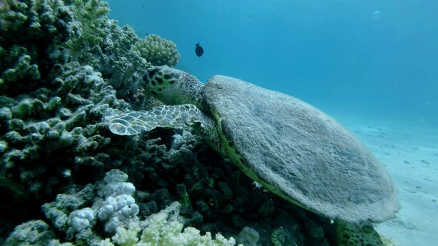 慢镜头，海龟坐在珊瑚礁上吃软珊瑚。水下拍摄，俯视图，特写。红海，阿布达布，马萨阿拉姆，埃及，非洲视频素材