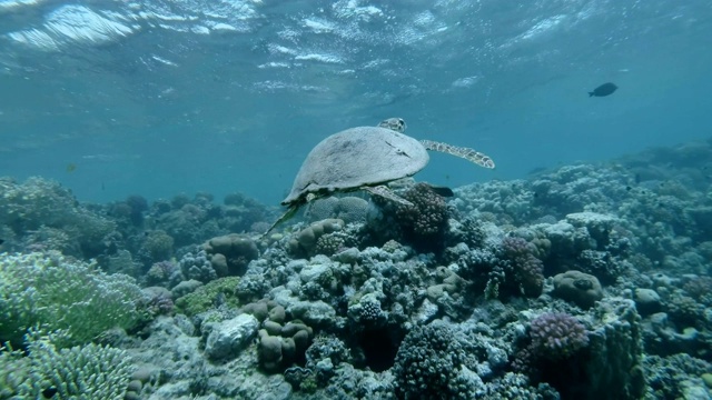 慢镜头，海龟慢慢地游过水面下的珊瑚礁。玳瑁海龟(Eretmochelys imbricata)水下射击。红海，阿布达布，马萨阿拉姆，埃及，非洲视频素材