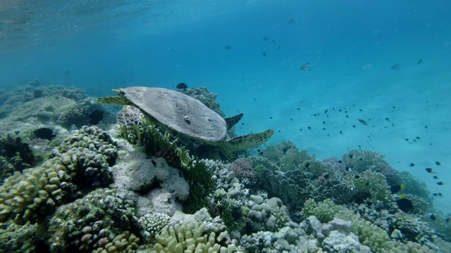 慢镜头，海龟慢慢地游过水面下的珊瑚礁。玳瑁海龟(Eretmochelys imbricata)水下射击。红海，阿布达布，马萨阿拉姆，埃及，非洲视频素材