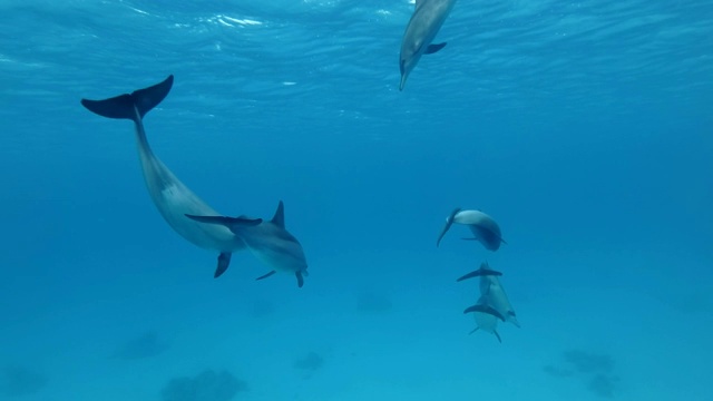 一群幼年海豚在蓝色的水面下玩耍。飞旋海豚(Stenella longirostris)，水下拍摄，红海，萨塔亚礁(海豚屋)，马萨阿拉姆，埃及，非洲视频素材