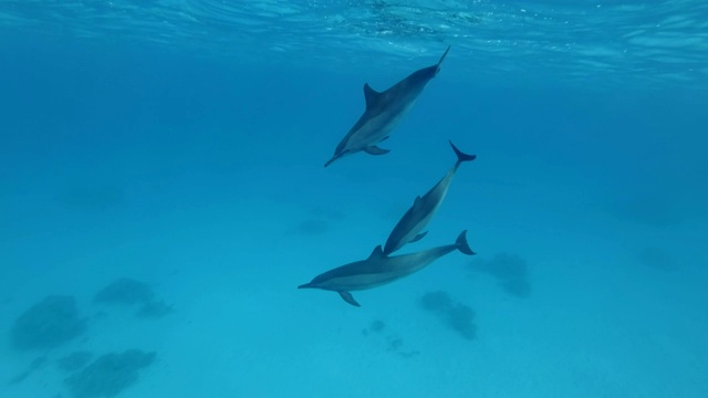 三只幼年海豚在蓝色的水面下玩耍。飞旋海豚(Stenella longirostris)，水下拍摄，红海，萨塔亚礁(海豚屋)，马萨阿拉姆，埃及，非洲视频素材